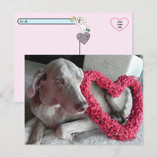 Carte postale de l'amour du Wiemaraner (Devant / Derrière)