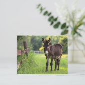 Carte postale de l'âne  (Debout devant)