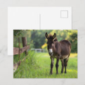 Carte postale de l'âne  (Devant / Derrière)