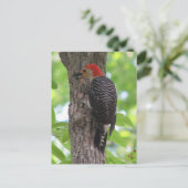 Carte postale de langue à ventre rouge (Debout devant)