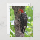 Carte postale de langue à ventre rouge (Devant / Derrière)