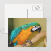 Carte postale de l'animal peint de perroquet bleu  (Devant / Derrière)