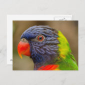 carte postale de l'animal perroquet (Devant / Derrière)