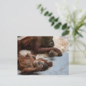 Carte postale de l'animal singe Ape Zoo (Debout devant)