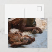 Carte postale de l'animal singe Ape Zoo (Devant / Derrière)