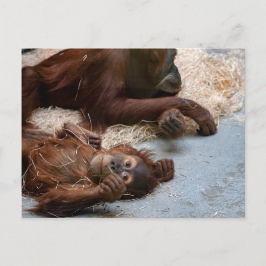 Carte postale de l'animal singe Ape Zoo (Devant)