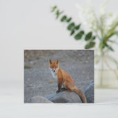 Carte postale de l'animal Wildlife Fox Nature (Debout devant)
