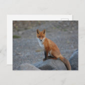 Carte postale de l'animal Wildlife Fox Nature (Devant / Derrière)