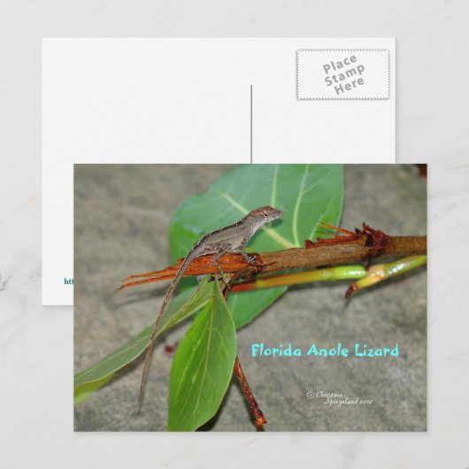 Carte postale de l'anole de Floride (Devant / Derrière)