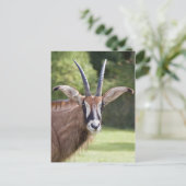 Carte postale de l'Antilope rouan (Debout devant)