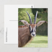 Carte postale de l'Antilope rouan (Devant / Derrière)