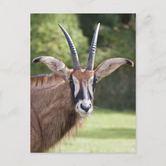 Carte postale de l'Antilope rouan (Devant)