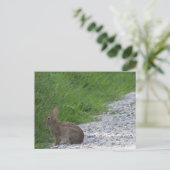 Carte postale de lapin (Debout devant)