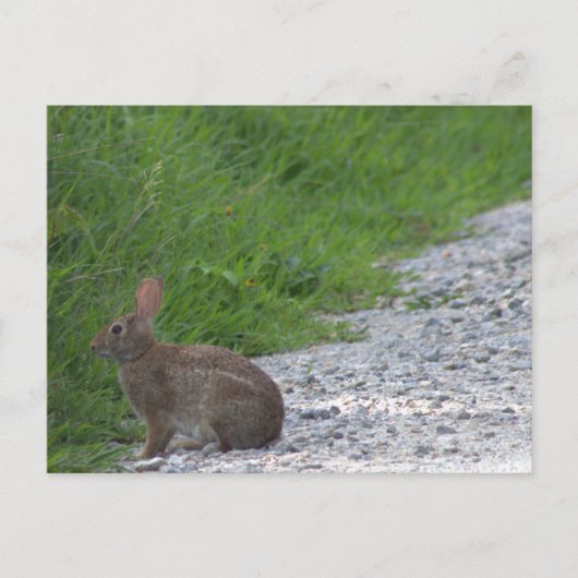 Carte postale de lapin (Devant)