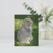 Carte postale de lapin Baby Minilop (Debout devant)
