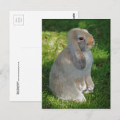 Carte postale de lapin Baby Minilop (Devant / Derrière)