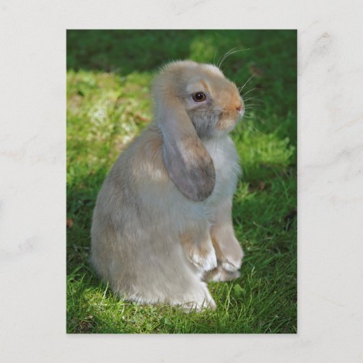 Carte postale de lapin Baby Minilop (Devant)
