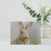 Carte postale de lapin de coton (Debout devant)
