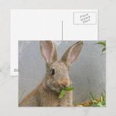 Carte postale de lapin de coton (Devant / Derrière)