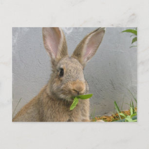 Carte postale de lapin de coton