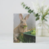 Carte postale de lapin de coton (Debout devant)
