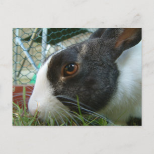 Carte postale de lapin Humbug