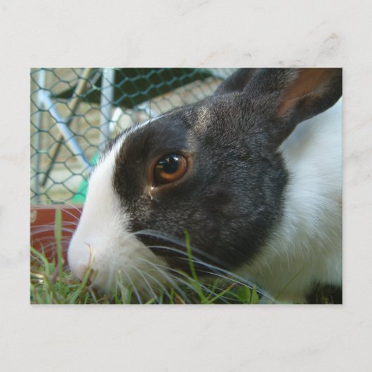 Carte postale de lapin Humbug (Devant)