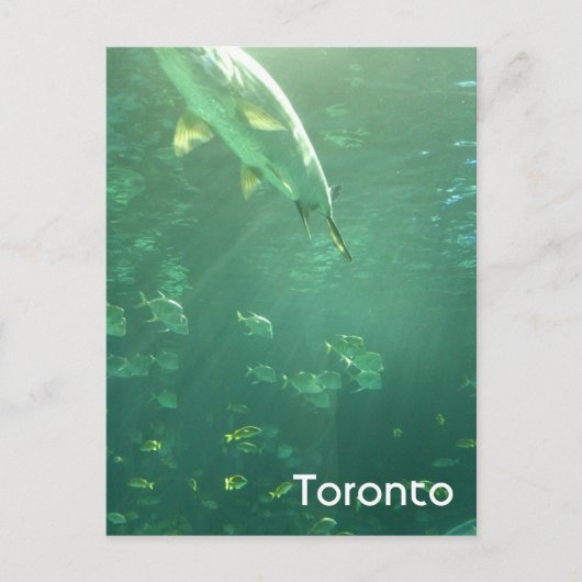 Carte postale de l'aquarium de Toronto (Devant)