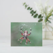 Carte postale de l'araignée d'orbweaver tachetée (Debout devant)
