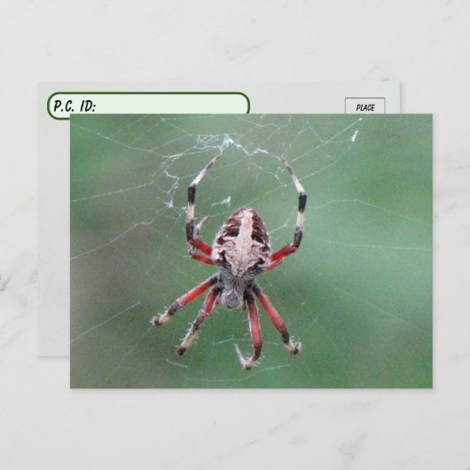 Carte postale de l'araignée d'orbweaver tachetée (Devant / Derrière)