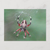 Carte postale de l'araignée d'orbweaver tachetée (Devant)