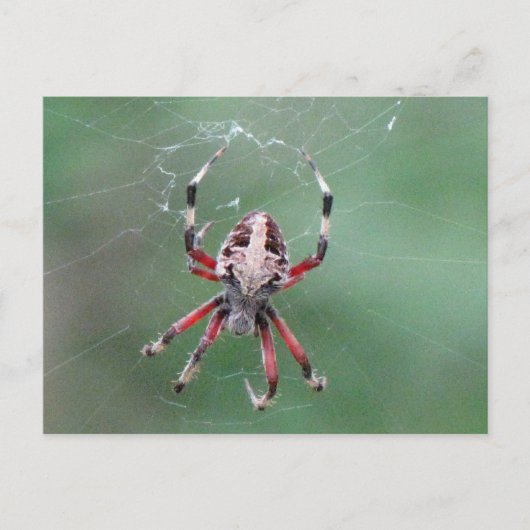 Carte postale de l'araignée d'orbweaver tachetée (Devant)