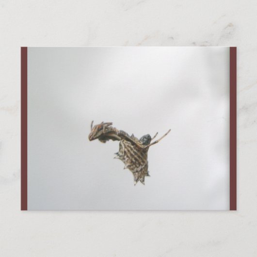 Carte postale de l'araignée Micrathena Orb Weaver (Devant)