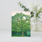 Carte postale de l'arbre (Debout devant)