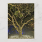 Carte postale de l'Arbre de Lumière (Devant)