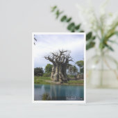Carte postale de l'arbre du baobab (Debout devant)