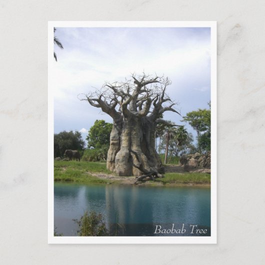Carte postale de l'arbre du baobab (Devant)