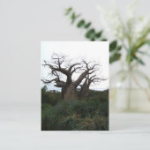 Carte postale de l'arbre du baobab (Debout devant)