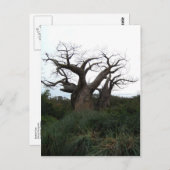 Carte postale de l'arbre du baobab (Devant / Derrière)