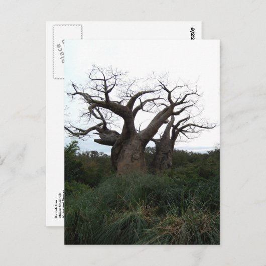 Carte postale de l'arbre du baobab (Devant / Derrière)
