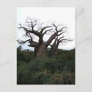 Carte postale de l'arbre du baobab