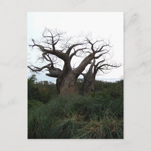 Carte postale de l'arbre du baobab (Devant)