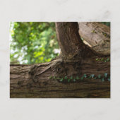 Carte postale de l'arbre éléphant (Devant)