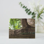 Carte postale de l'arbre éléphant (Debout devant)