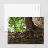 Carte postale de l'arbre éléphant (Devant / Derrière)