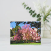 Carte postale de l'arbre Magnolia (Debout devant)
