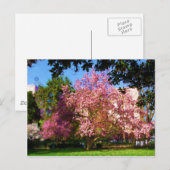 Carte postale de l'arbre Magnolia (Devant / Derrière)