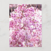 Carte postale de l'arbre pleureur rose (Devant)