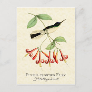 Carte postale de l'art des colibris aux fruits mau