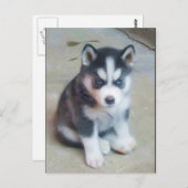 Carte postale de l'art du chiot sibérien Husky (Devant / Derrière)